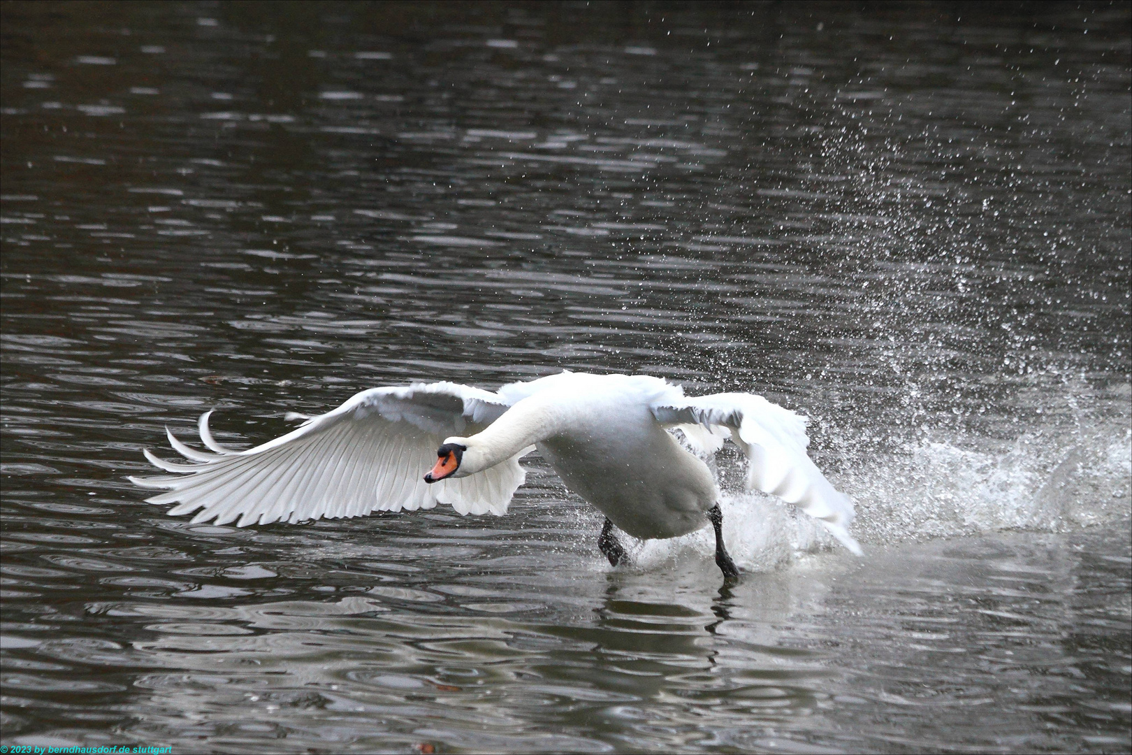 Schwan startet.