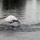 Schwan startet durch