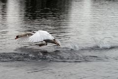 Schwan startet durch