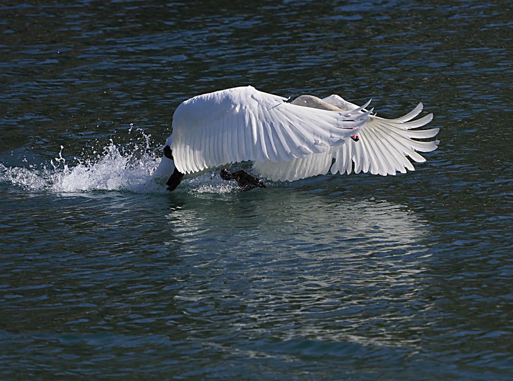 Schwan startet 