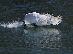 Schwan startet 