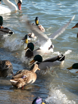 Schwan, Stockenten und Lachmöve