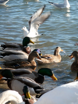 Schwan, Stockenten und Lachmöven