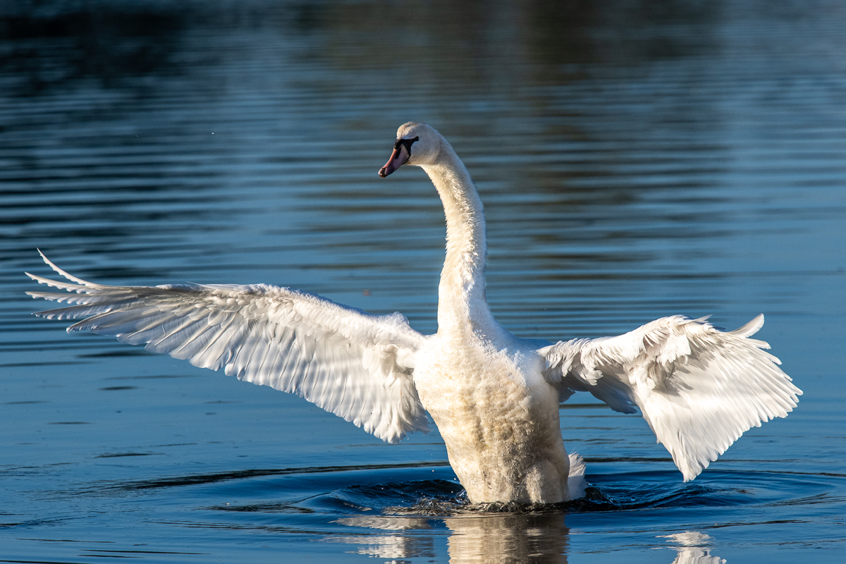 Schwan streckt sich 