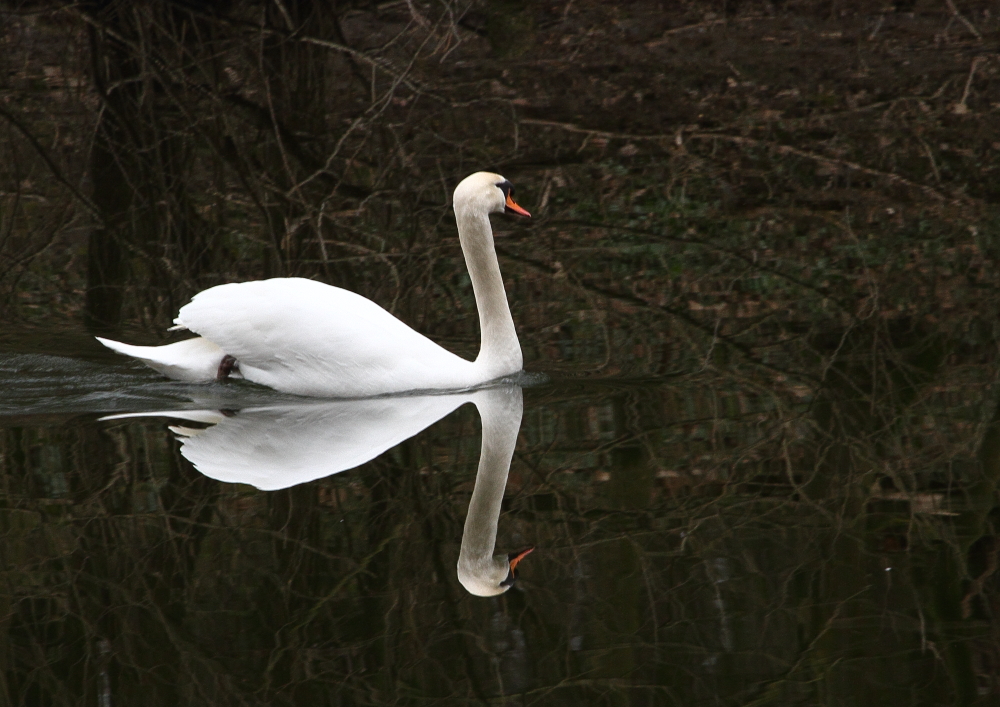 "Schwan sucht Frau"