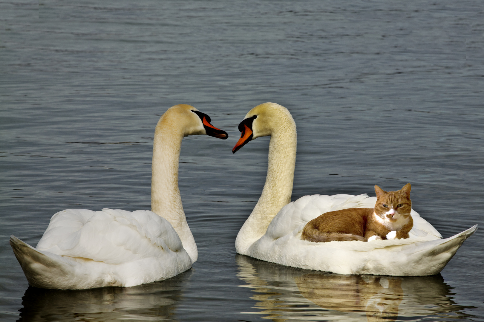 Schwan-surfen