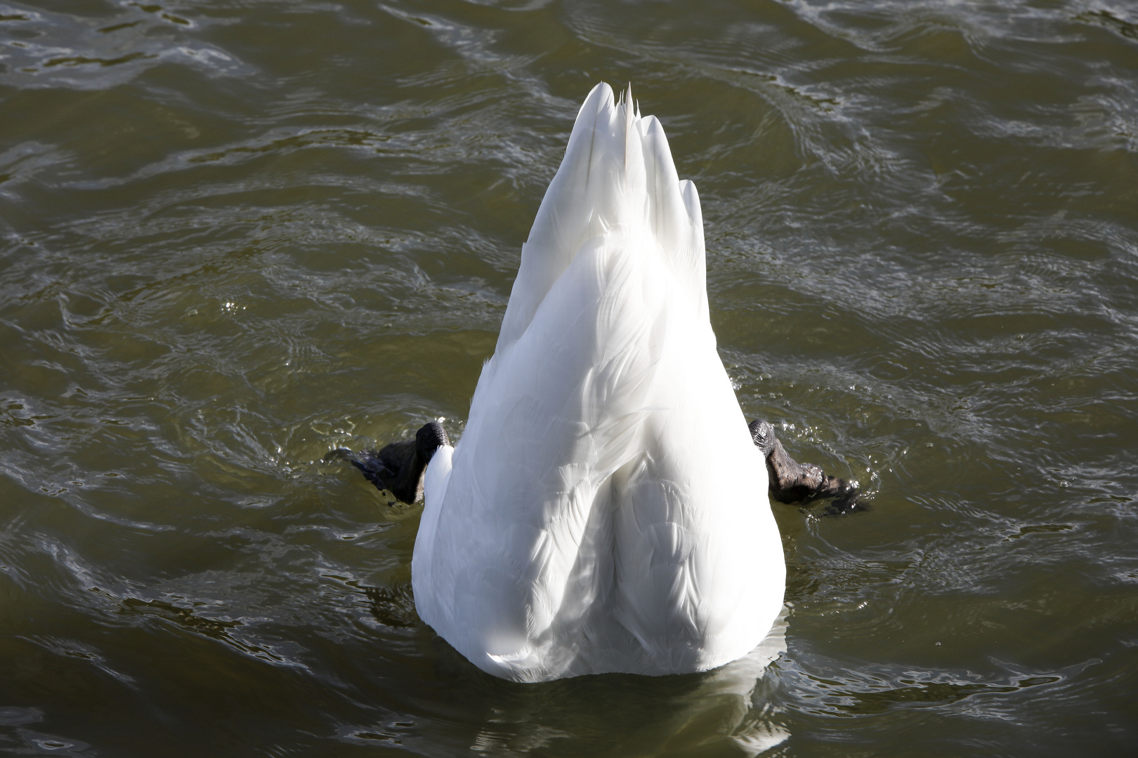 Schwan taucht ab.