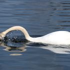 Schwan taucht auf