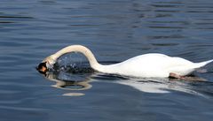 Schwan taucht auf