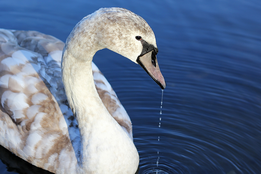 Schwan - Teil 1