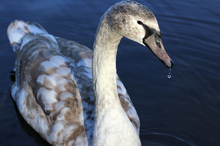 Schwan Teil 2