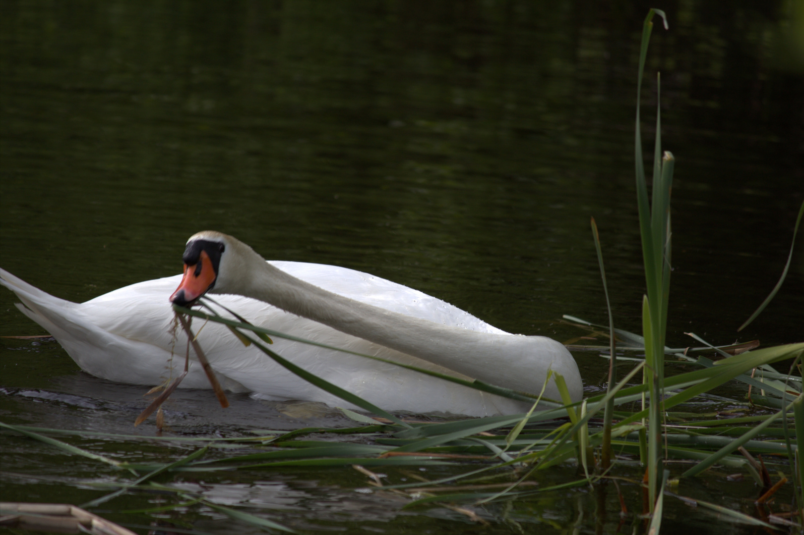 Schwan trägt Nistmaterial zusammen