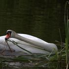 Schwan trägt Nistmaterial zusammen