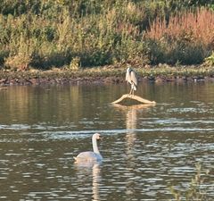 Schwan trifft Reiher an der Geschiebesperre in Hollenstedt.