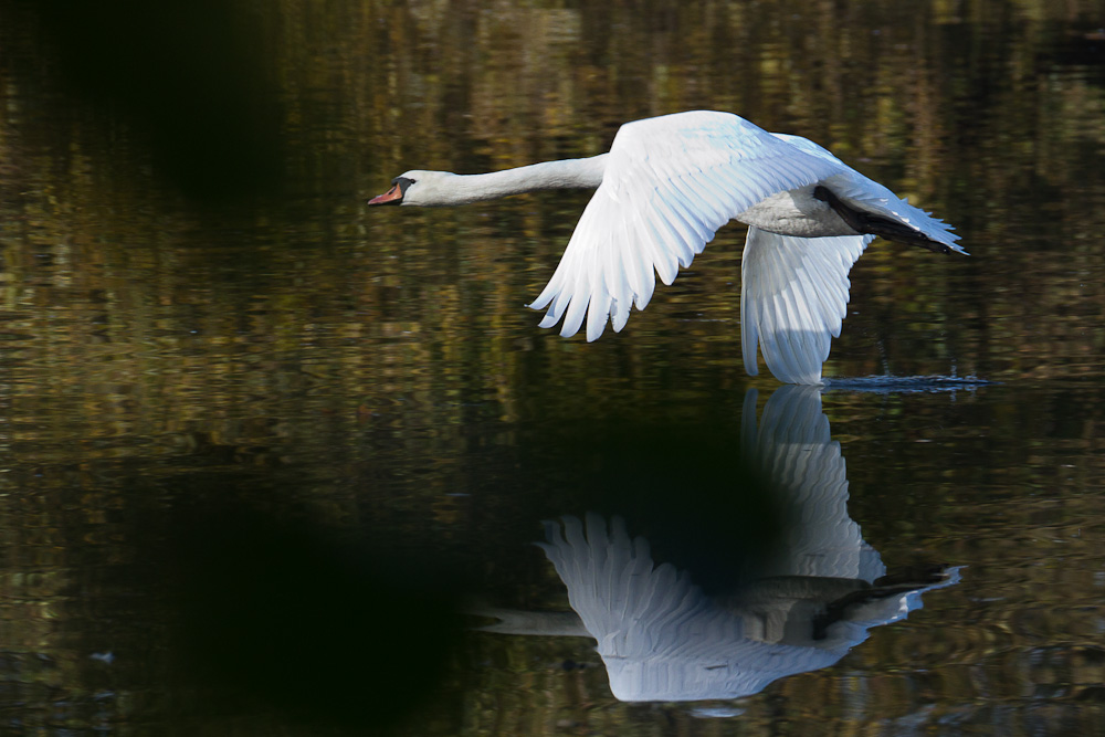 Schwan über dem See