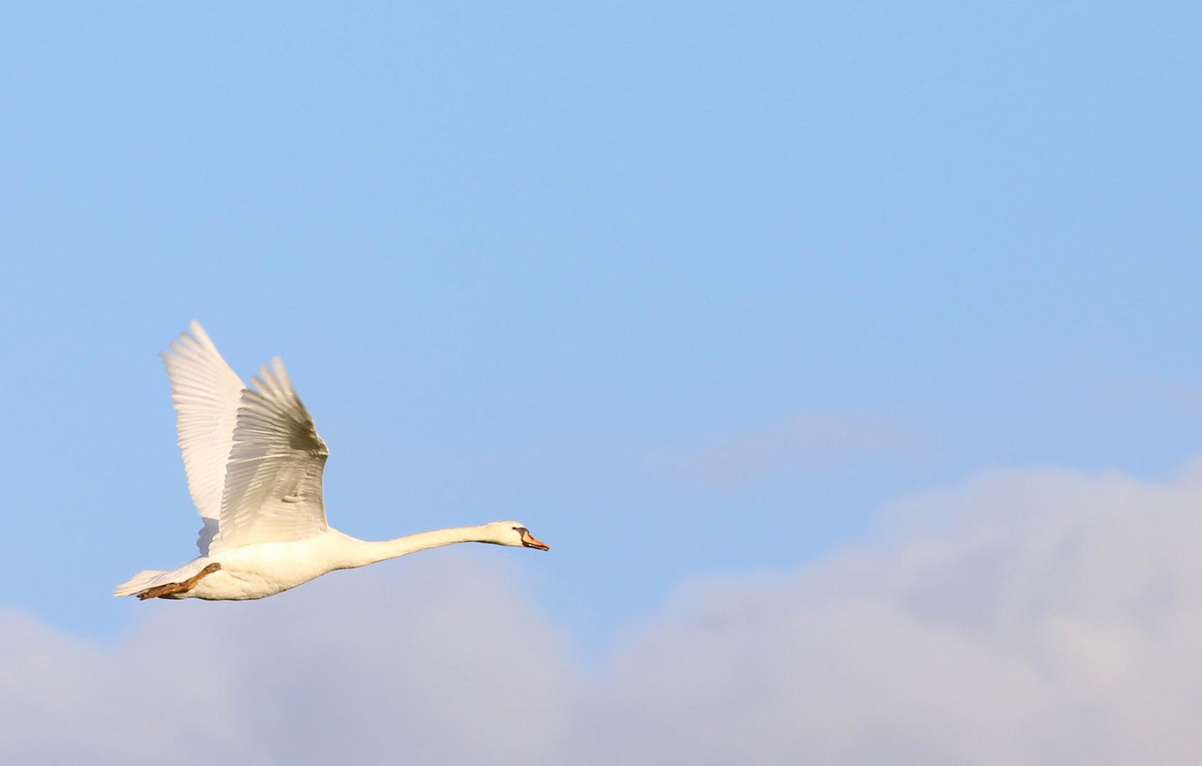 Schwan über den Wolken