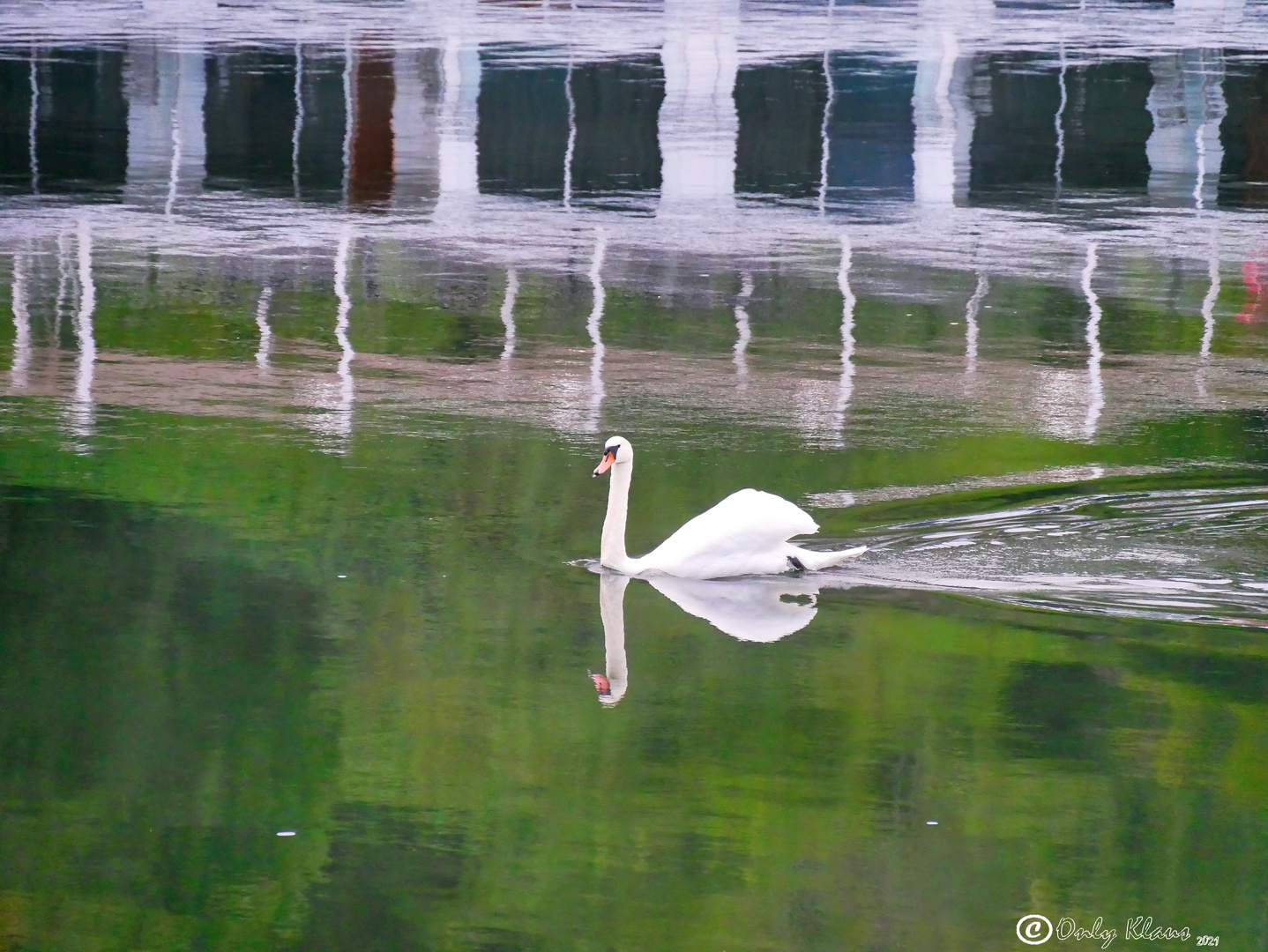 Schwan und die Flusskreuzfahrt