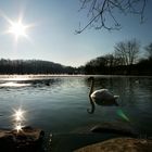 Schwan und die Sonne