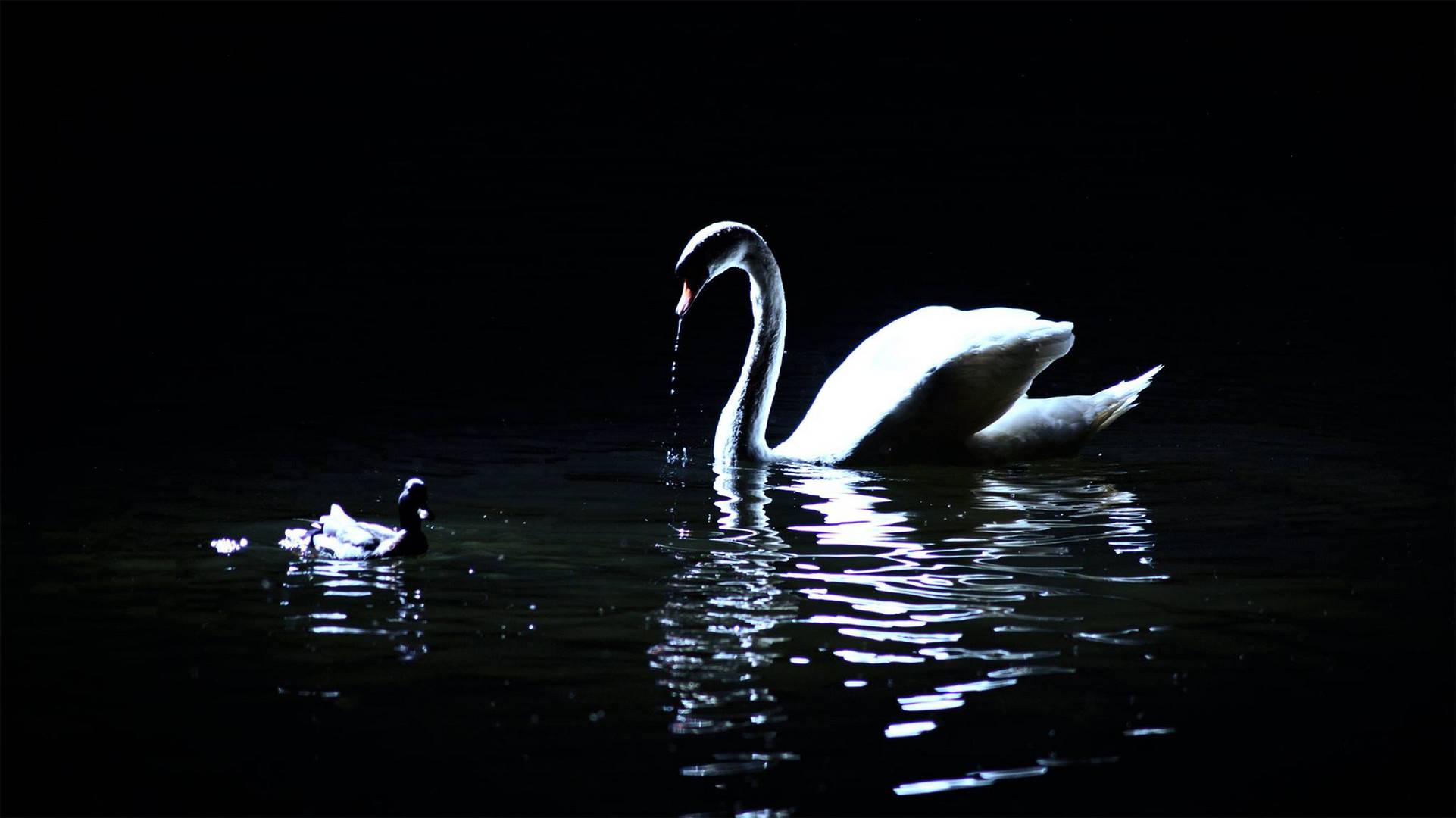 Schwan und Ente bei Nacht am Mirower-See
