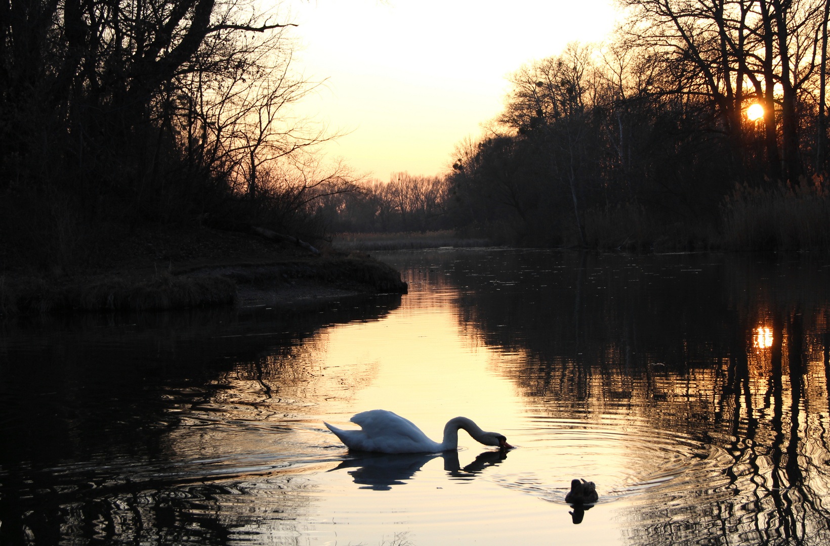 Schwan und Ente teilen sich die Abendstimmung:-)