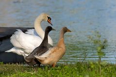 Schwan und Enten