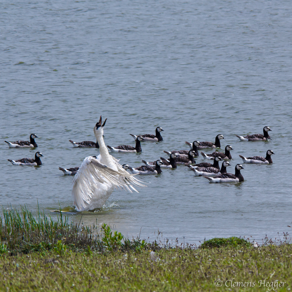 Schwan und Gänse