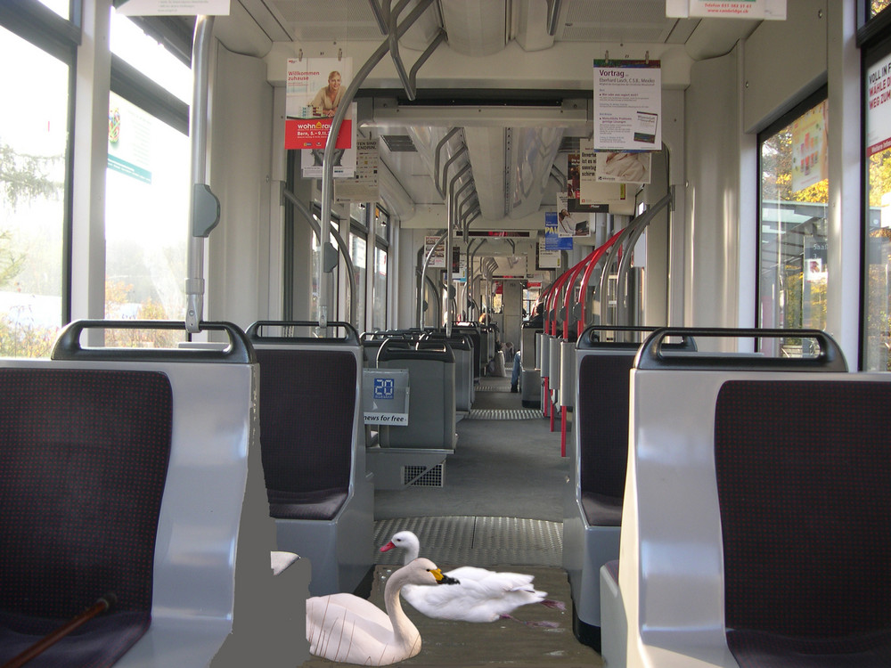 Schwan und Gans im Tram