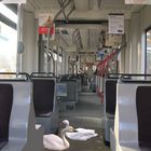 Schwan und Gans im Tram