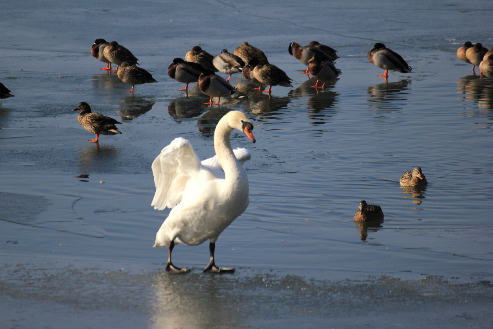 Schwan und Gefolge