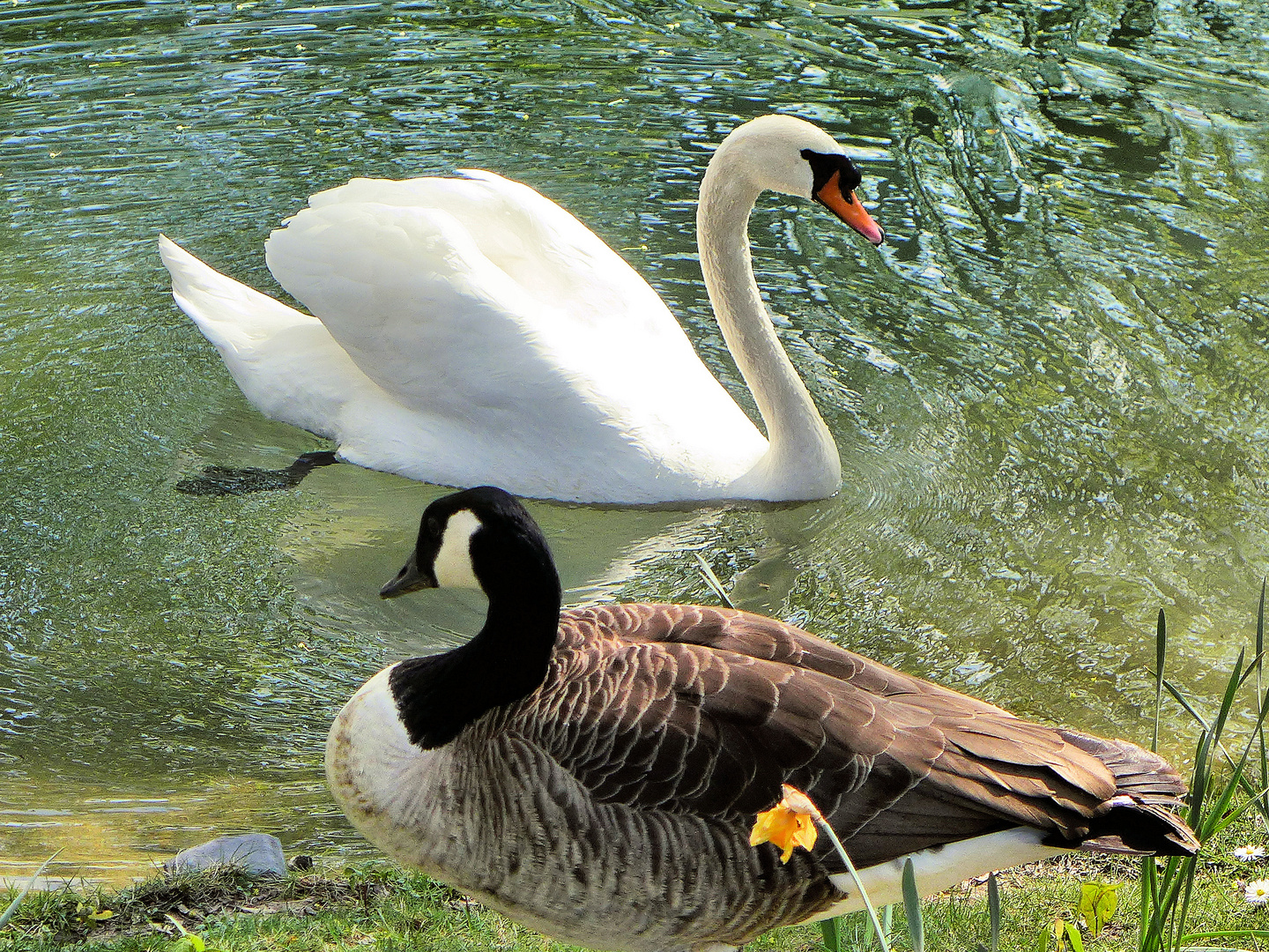 Schwan und Kanadagans