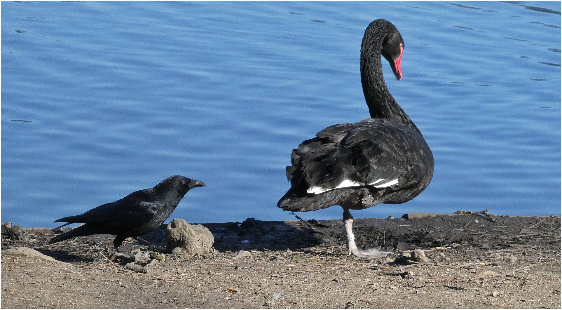 Schwan und Krähe (2)