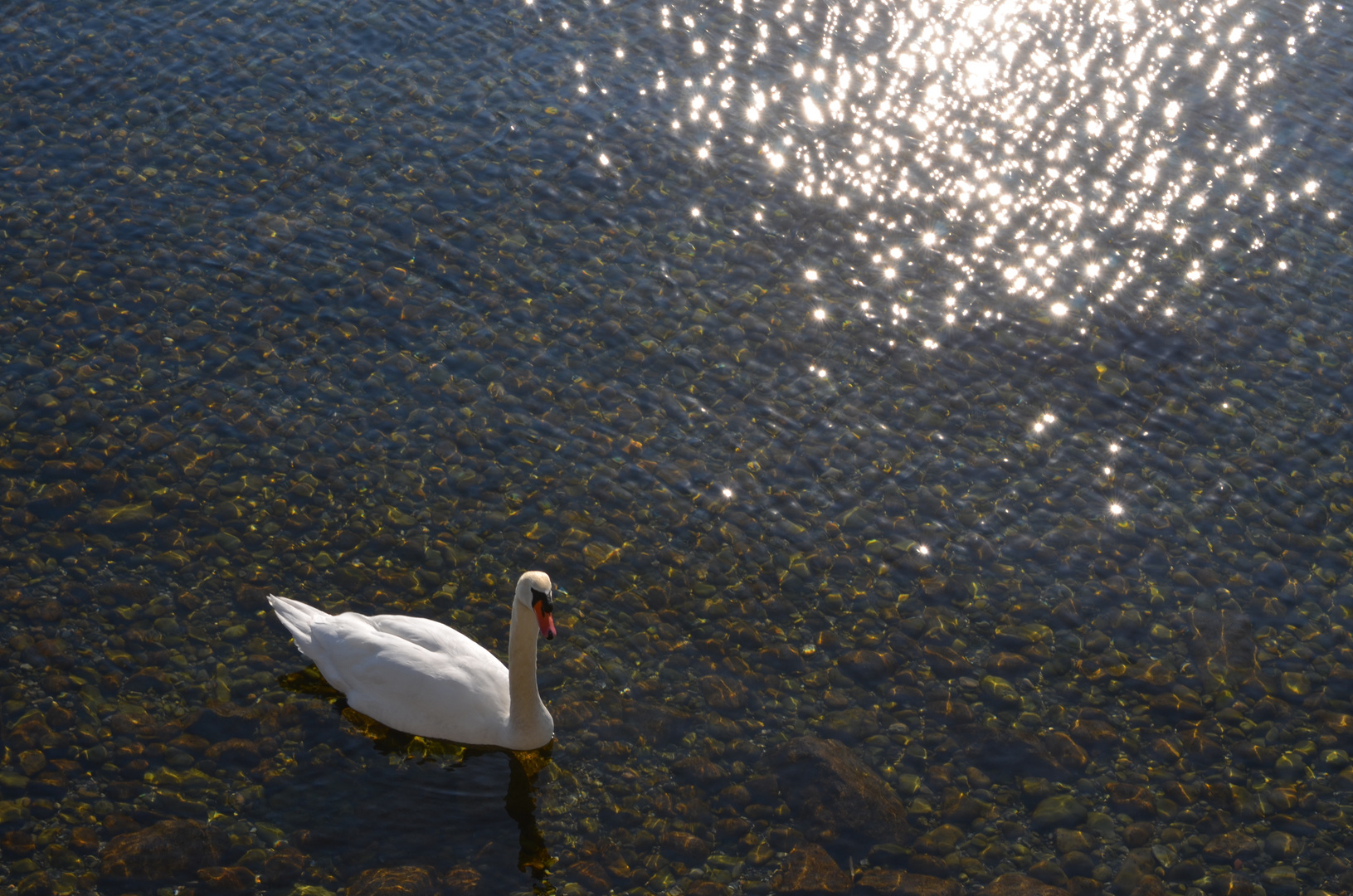 Schwan und Licht am Bodensee