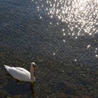 Schwan und Licht am Bodensee