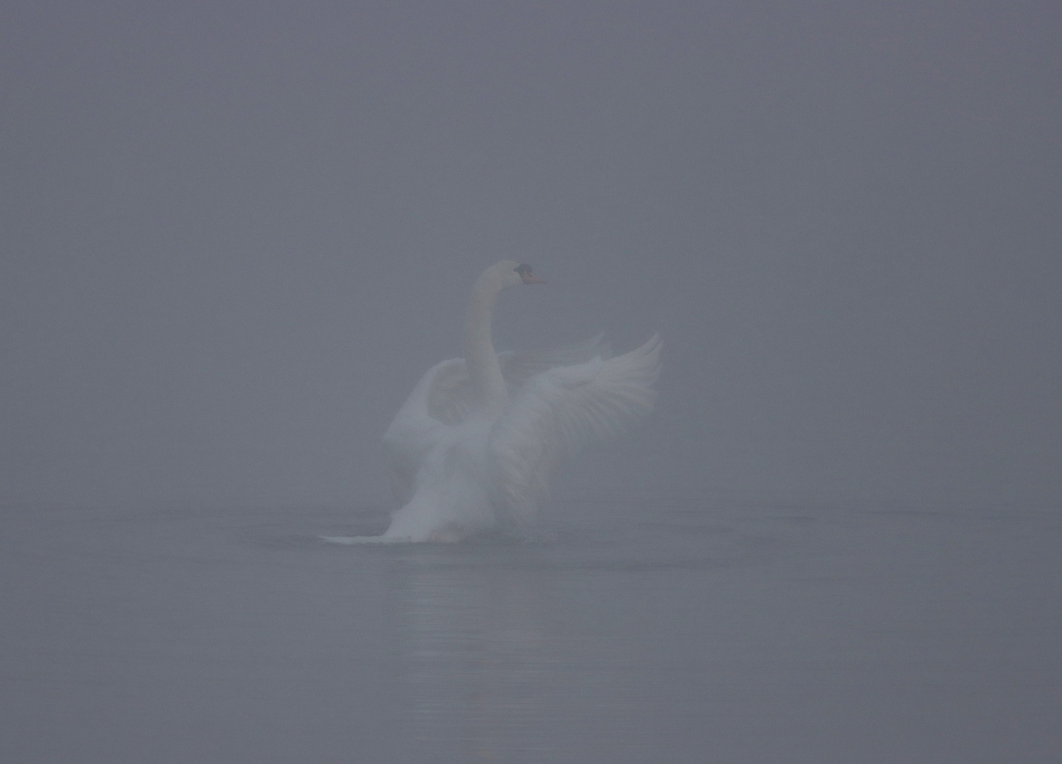 Schwan und Nebel