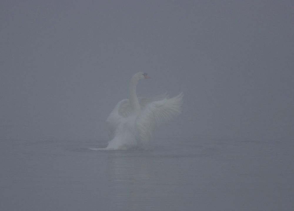 Schwan und Nebel