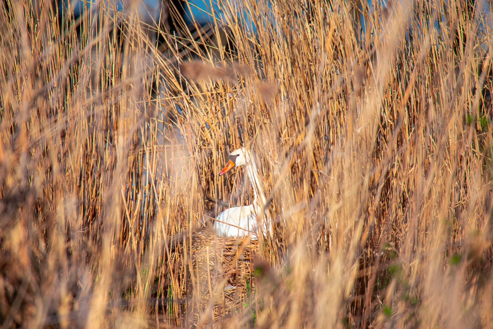 Schwan und Schwanennest am Federsee