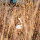 Schwan und Schwanennest am Federsee