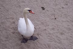 Schwan und seine Spuren im Sand