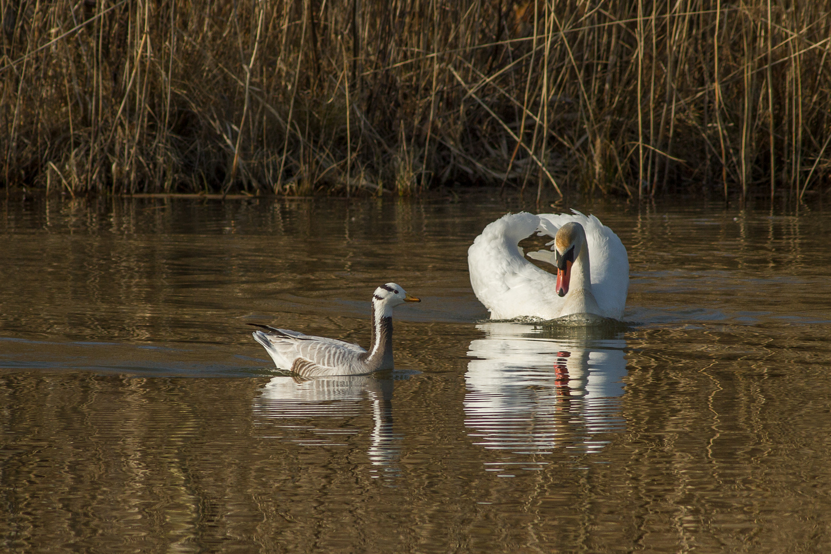 Schwan und Streifengans