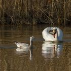 Schwan und Streifengans