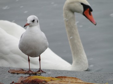 Schwan und Taube