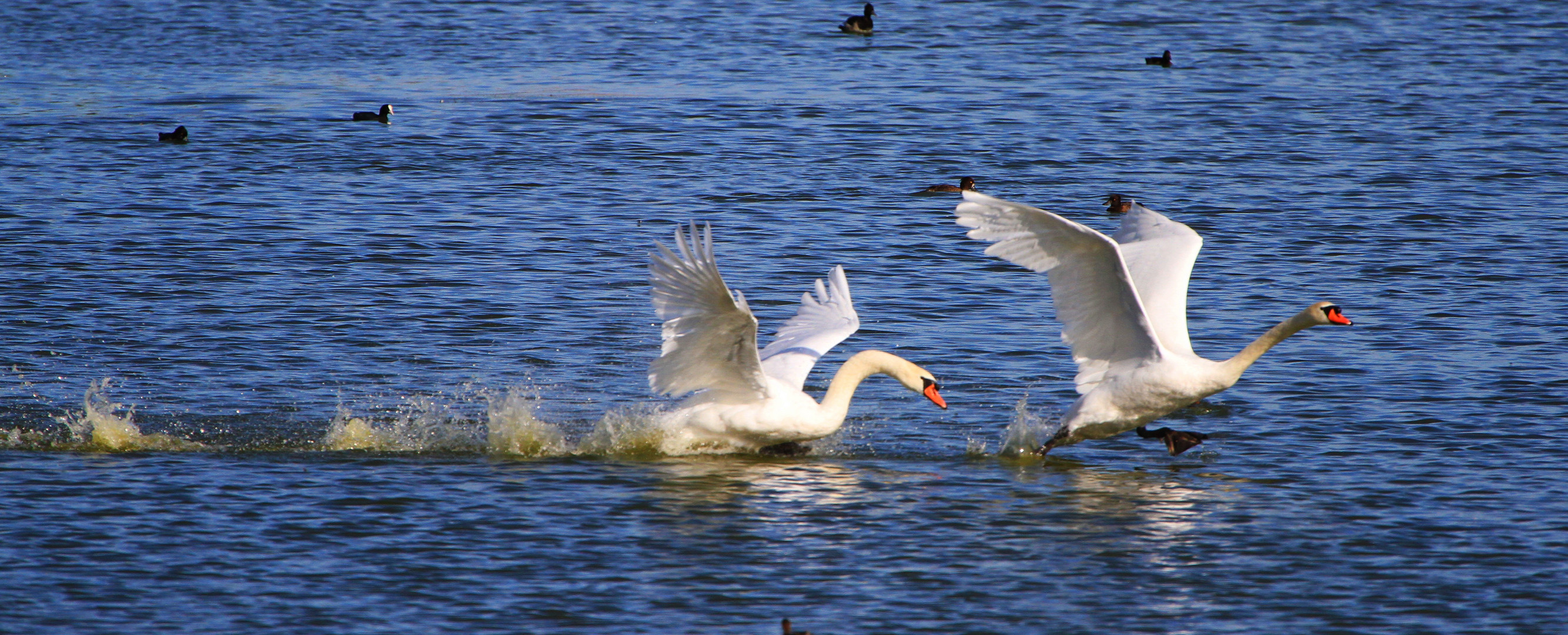 Schwan und Tschüß