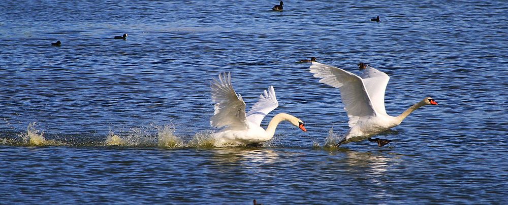 Schwan und Tschüß