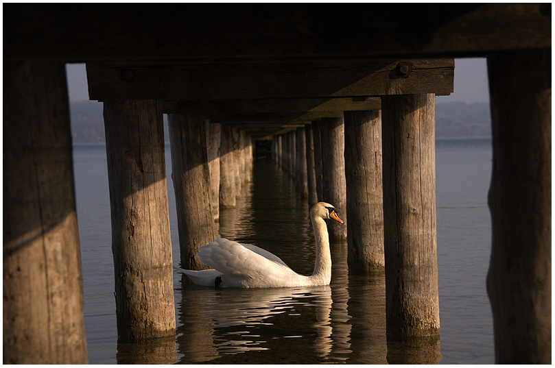 Schwan unter dem Steg - RELOAD