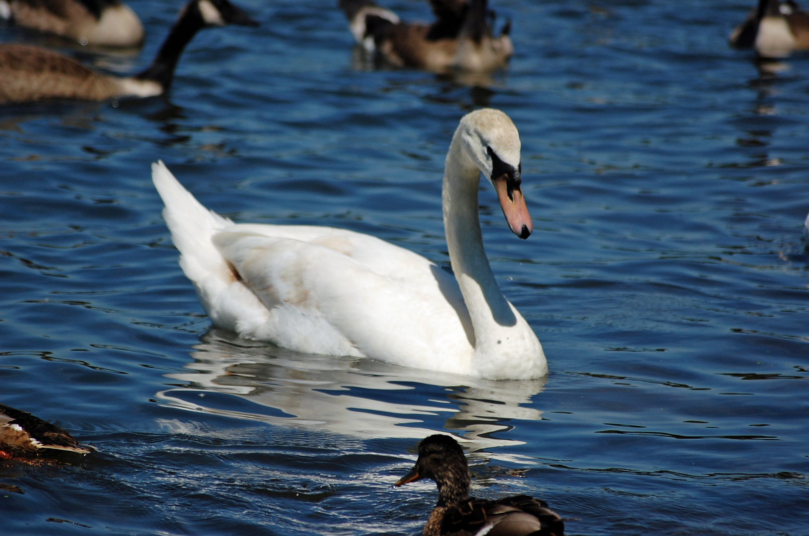 Schwan unter Gänsen