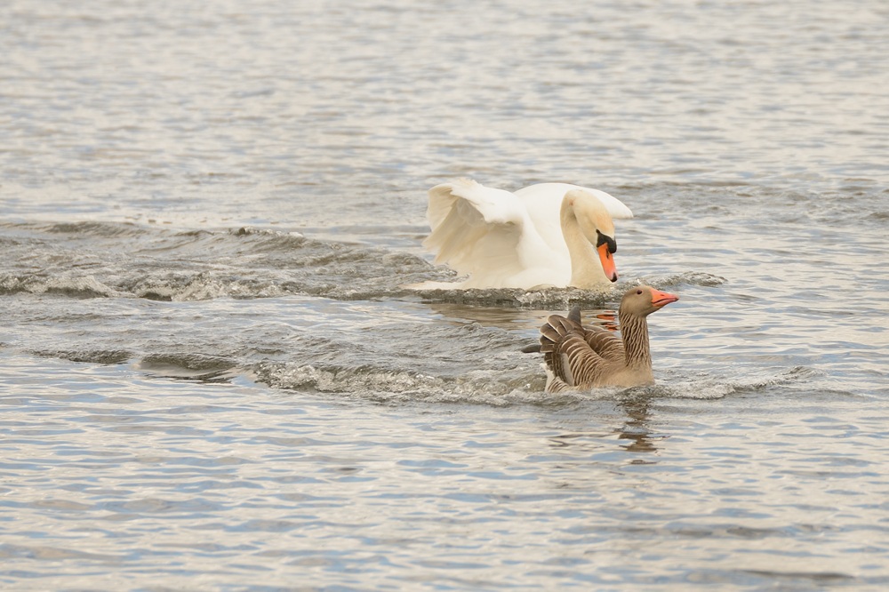 Schwan verfolgt Graugans mit gewaltiger Heckwelle ...