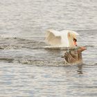 Schwan verfolgt Graugans mit gewaltiger Heckwelle ...