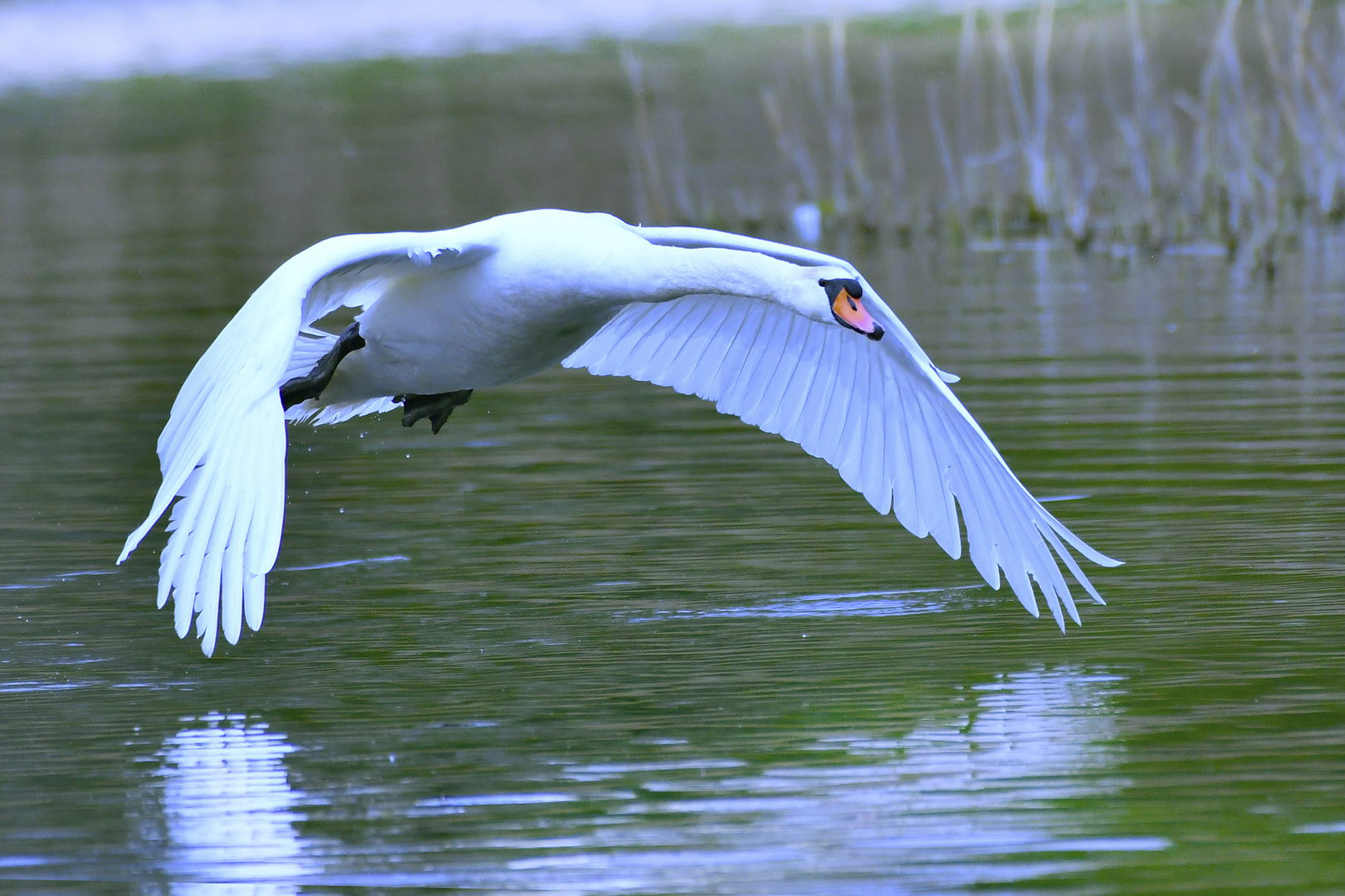 Schwan verjagt die Konkurrenz