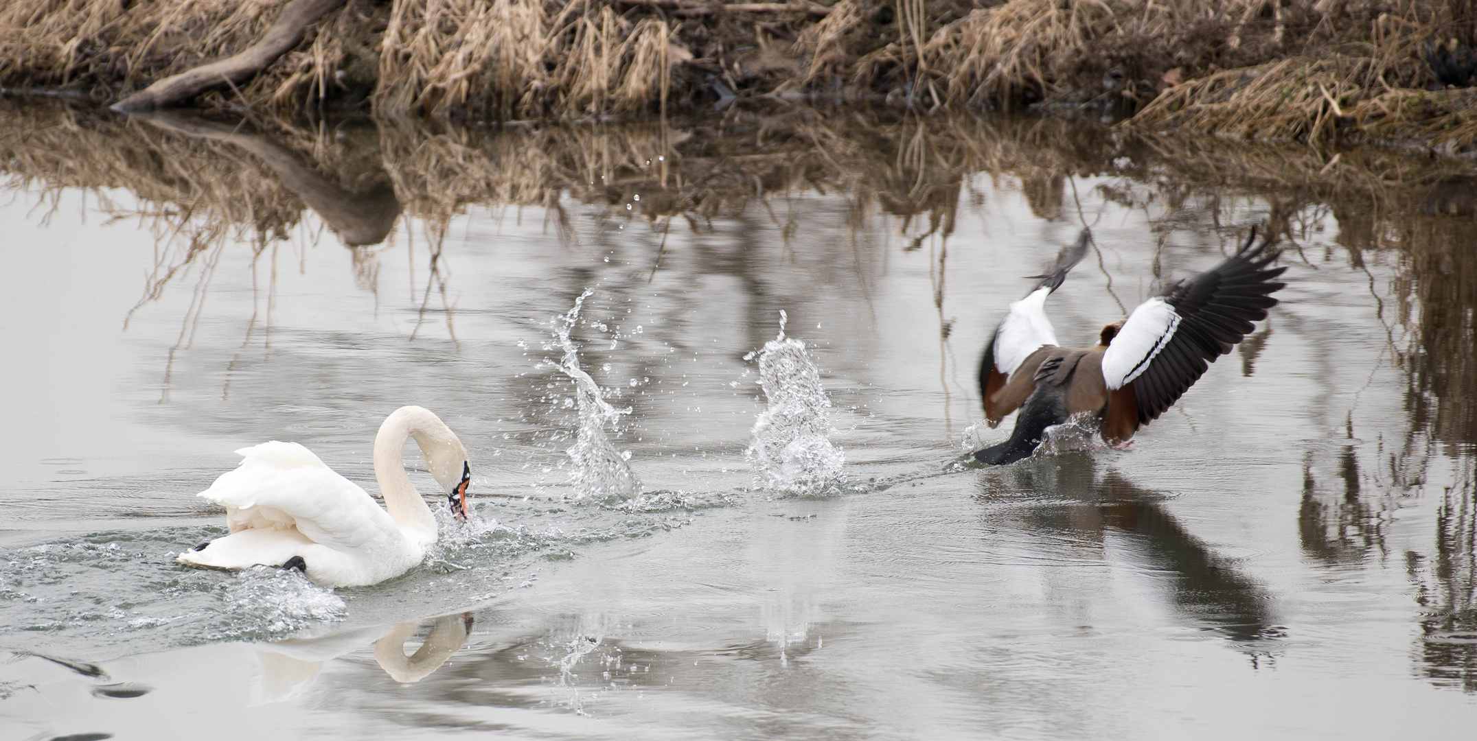 Schwan verjagt Nilgans