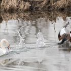 Schwan verjagt Nilgans